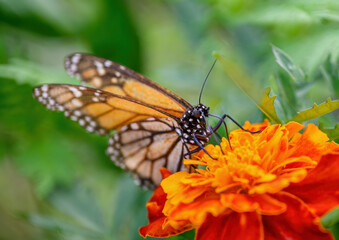 Monarch butterfly feeding on nectar and pollinate beautiful orange flowers.