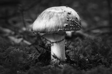 Kleiner Schwarz weiß Pilz auf dem Waldboden. Portrait eines Pilzes. Moos und Äste. Makro nahaufnahme 