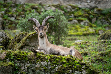 Obraz premium Majestic Ibex Resting on a Mossy Rock in Nature