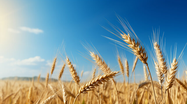 golden_wheat_field_with_a_clear_blue_sky_no_text_eye-cat