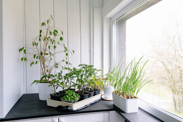 Seedlings of tomatoes, peppers and onions are grown on the windowsill in a white flower pot at home against the window background. Spring gardening. Fresh greenery. Eco cultivation of organic food