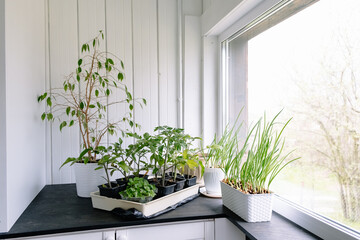 Seedlings of tomatoes, peppers and onions are grown on the windowsill in a white flower pot at home...