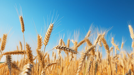 Fototapeta premium golden_wheat_field_with_a_clear_blue_sky_no_text_eye-cat