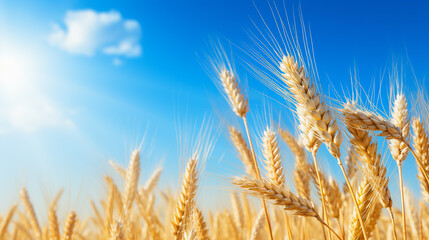 Fototapeta premium golden_wheat_field_with_a_clear_blue_sky_no_text_eye-cat