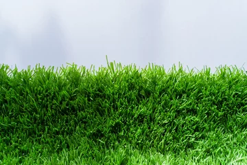 Poster Close up of vibrant green artificial grass turf in residential. white background. © arneaw