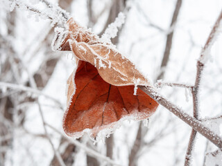 The leaves are covered with frost in winter