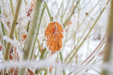 The leaves are covered with frost in winter