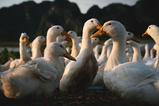 Ducks at sunset along karst mountains in Ninh Binh, Vietnam