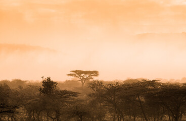 Afrykańska sawanna i mglistym świetle poranka - obrazy, fototapety, plakaty