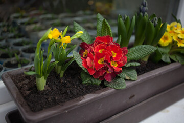Spring flowers - daffodils, polyanthus and hyacinth - in the box