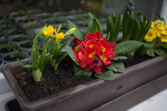 Spring flowers - daffodils, polyanthus and hyacinth - in the box