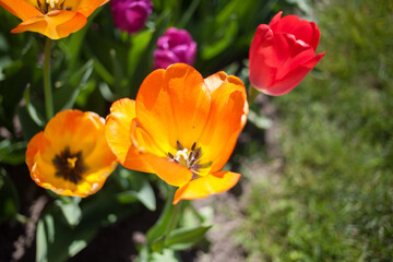 Fototapeta premium Close up of single, orange colored tulip, with other blurry tulips around