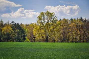 Fototapeta premium Landschaft - Himmel - Frühling - Feld - Ecology - Field - Nature - Concept - Environment - Clouds - Beautiful - Landscape - Background - Green - Bio - Forest