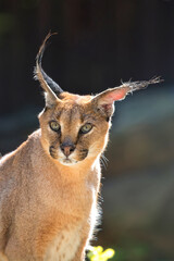 Caracal a portrait