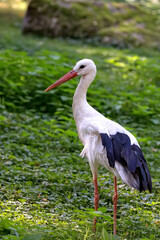 White stork in the grass