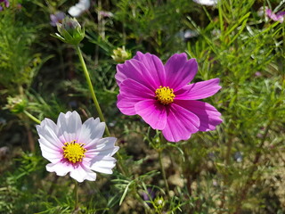 Cosmos blooming on the road