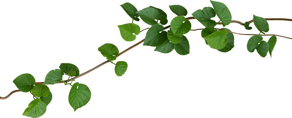 Vine plant, Branch creeper leaf green, Liana tropical nature. - obrazy, fototapety, plakaty