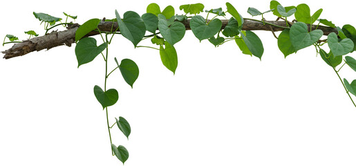 Vine plant, Branch creeper leaf green, Liana tropical nature. - 716383927