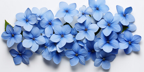Beautiful Blue plumbago flowers on white wooden background ,,,,Blue head phlox flower isolated on white background - obrazy, fototapety, plakaty