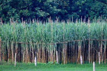 A Sugarcane Farm at Chittagong.this photo was taken from Chittagong,Bangladesh