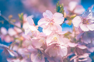 フィルム写真風のピンクの桜