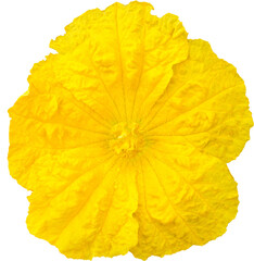 Fototapeta premium yellow pumpkin flowers