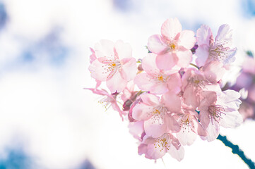 春の空に映える河津桜