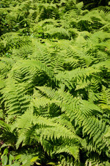 Pine Creek Gorge, or the The Grand Canyon of Pennsylvania, USA