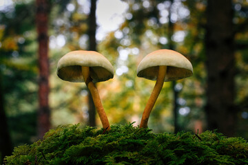 Obraz premium Zwei weiße Pilze wachsen aus dem Moos auf dem Waldboden. Bäume und Laub im weichen Bokeh. Makro Nahaufnahme im Wald.