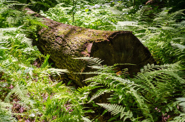 Pine Creek Gorge, or the The Grand Canyon of Pennsylvania, USA