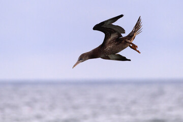 Northern Gannet Morus bassanus, juvenile bird in flight, natural blue sky  and sea water...
