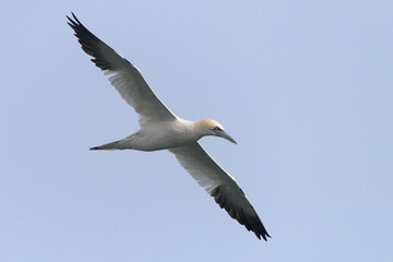 Fototapeta na wymiar Northern Gannet Morus bassanus, adult bird in flight, natural blue sky background, closeup
