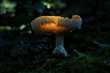 Weißer großer Pilz auf dem Waldboden. Von oben angeleuchtet. Lamellen und Körper leuchten...