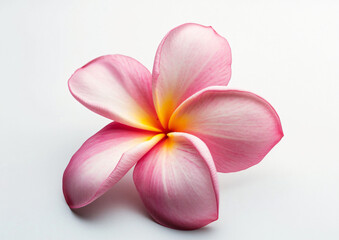 Plumeria flower