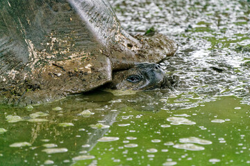 A Galapagos giant tortoise wallowing in a muddy pond.