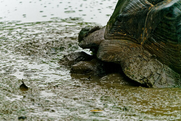 A Galapagos giant tortoise wallowing in a muddy pond.