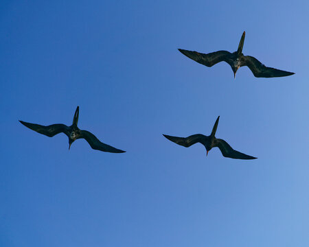 Galapagos Frigate Birds or great Frigate Bird hanging in the air above a cruise boat - Powered by Adobe