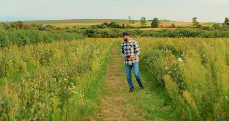 A farmer inspects blueberry bushes on a large plantation. Agriculture, growing berries