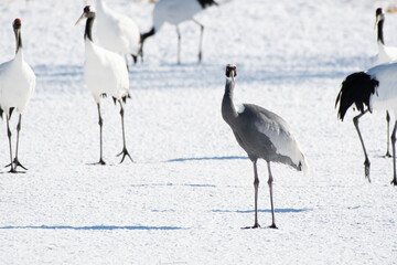 Front face of White-naped Crane on snow