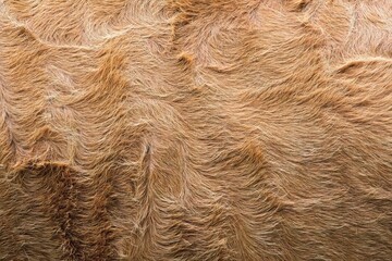 Texture of brown cow skin close up.