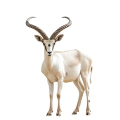 Addax Antelope in natural pose isolated on white background, photo realistic