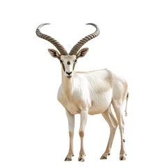 Fotobehang Addax Antelope in natural pose isolated on white background, photo realistic © Pixel Pine