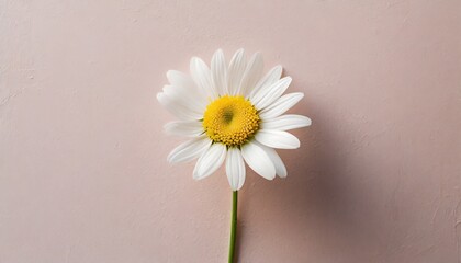 一輪のデイジーの花,ピンク色の背景,Generative AI
