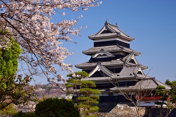満開の桜につつまれる国宝 松本城
