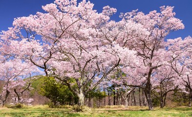 青空に映える満開の桜と高遠城址