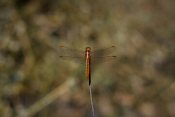 Orange Dragonfly Sitting On Stick, close up