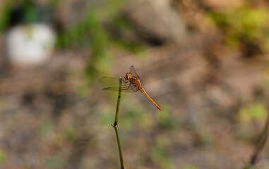Orange Dragonfly Sitting On Stick, close up