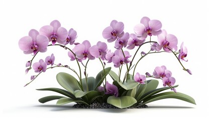 Discover the Beauty of Blooming Purple Orchids with Lush Green Leaves, Perfect for Home Decor and Nature Enthusiasts