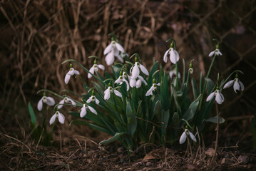 Galanthus plicatus flower in full bloom. The pure white plant that heralds the arrival of spring