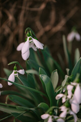 Galanthus plicatus flower in full bloom. The pure white plant that heralds the arrival of spring